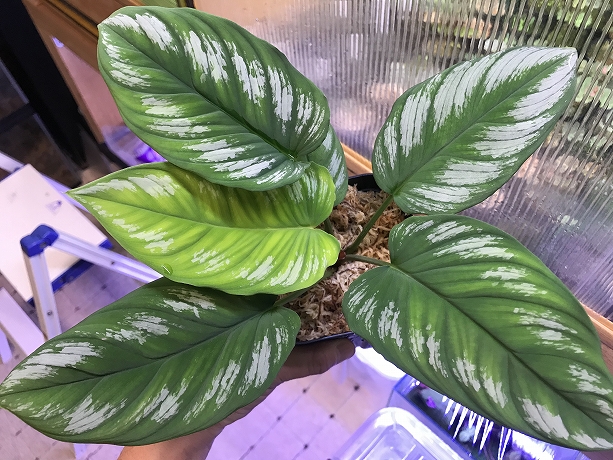 ホマロメナ Homalomena sp.Riau sumatera LA1119-02 – 熱帯植物.com